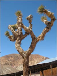 Joshua Tree in Mojave Desert California