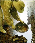 Panning for gold in stream