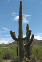 Saguaro cactus in Arizona desert habitat