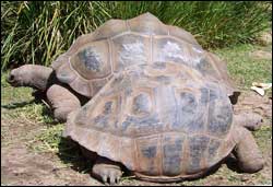 Aldabran Tortoises