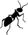 Ant Ant