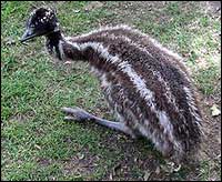 Young Emu