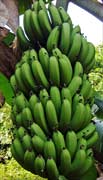 Bananas growing