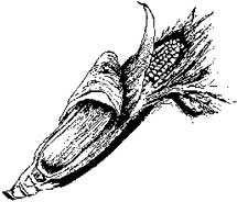 Ear of corn Ear of corn