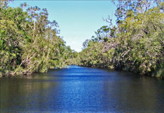 Everglades habitat