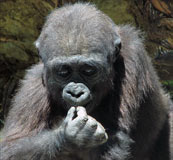Baby Gorilla eating