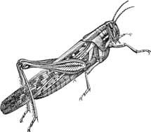 Grasshopper Grasshopper
