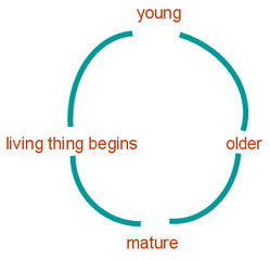 A lifecycle