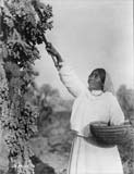 Old photo of a Papago woman picking cactus fruit using a long pole