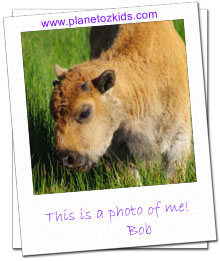 Bob the Bison