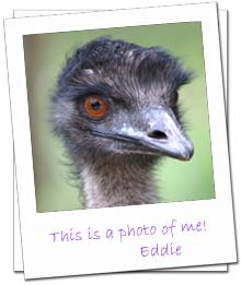 Eddie the Emu