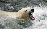 Fierce Polar Bear swimming