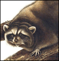 Animals of North America Screensaver - Free Download