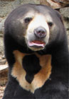 Small, shy Sun Bear