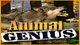 Animal Genius Game - Free Animal Genius Game Download