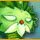Legend of Fae Game - Free Legend of Fae Game Download