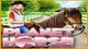 Planet Horse Game - Free Planet Horse Game Download