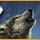 Shadow Wolf Mysteries: Curse of the Full Moon Collector's Edition Mac Game - Free Shadow Wolf Mysteries: Curse of the Full Moon Collector's Edition Game for Mac Download