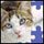 Super Jigsaw Kittens Game - Free Super Jigsaw Kittens Game Downloads