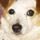 Super Jigsaw Puppies Game - Free Super Jigsaw Puppies Game Downloads