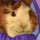 The Wonder Pets Join The Circus Game - Free The Wonder Pets Join The Circus Game Downloads