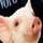 Charlotte's Web Word Rescue Game - Free Charlotte's Web Game Downloads
