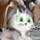 House of Wonders The Kitty Kat Wedding Game - Free House of Wonders The Kitty Kat Wedding Game Downloads