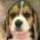 I Love Puppies Game - Free I Love Puppies Game Downloads