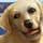 Pet Pals Animal Doctor Game - Free Pet Pals Animal Doctor Game Downloads