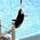 SeaWorld Adventure Parks Tycoon Game - Free SeaWorld Adventure Parks Tycoon Game Downloads