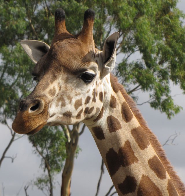 Giraffe Word Search Game Play Free Online Word Search Games Ozzoom