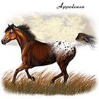 Appaloosa Shirt