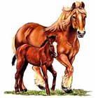 Mare and Foal