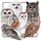 Owl Shirt