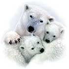Polar Bear and cubs - Mothers love