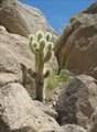 A cactus growing in the rocks