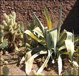 Types of Cactus