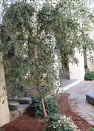 Shady courtyard at Laura's house