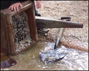 Using hand sluice for alluvial gold