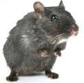 Rats in the dark Rats in the dark