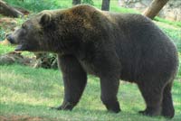 Bear walked along, rolling fallen logs over with his paws