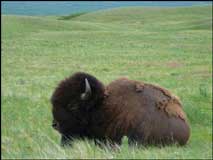 Bison on the prairie in central USA