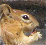 Chipmunk had no stripes