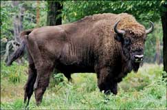 European Bison in a temperate forest