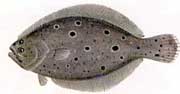 Bruce, the flat Flounder