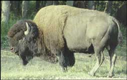 A Plains Bison