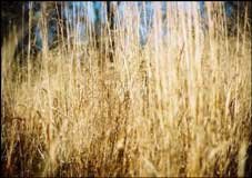 Prairie grass