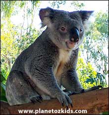 Koala mating habits, diet and habitat myths and misconceptions