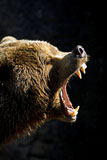 Angry Grizzly Bear