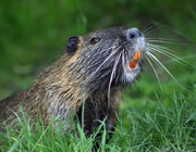 Beaver